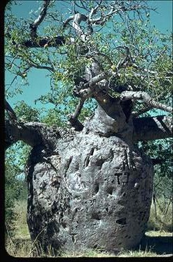 APII jpeg image of Adansonia gregorii  © contact APII