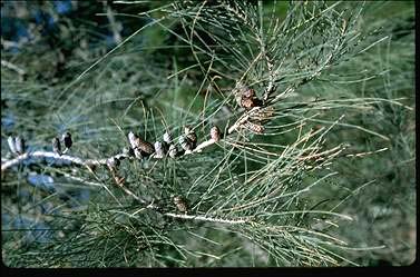 APII jpeg image of Allocasuarina distyla  © contact APII