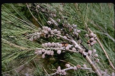 APII jpeg image of Casuarina cunninghamiana subsp. cunninghamiana  © contact APII