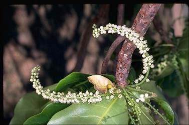 APII jpeg image of Terminalia catappa  © contact APII