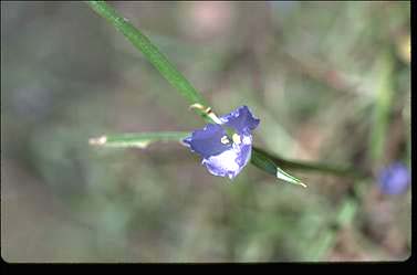 APII jpeg image of Commelina lanceolata  © contact APII