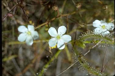 APII jpeg image of Drosera indica  © contact APII