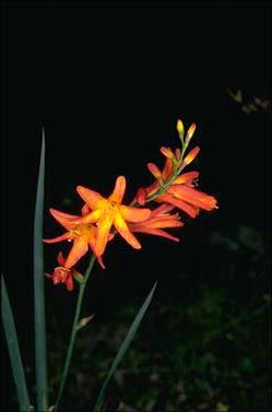 APII jpeg image of Crocosmia crocosmiiflora  © contact APII