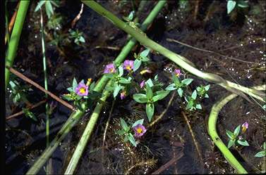 APII jpeg image of Limnophila australis  © contact APII