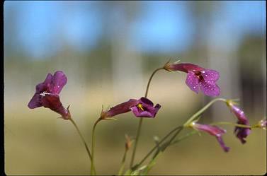 APII jpeg image of Vandellia subulata  © contact APII