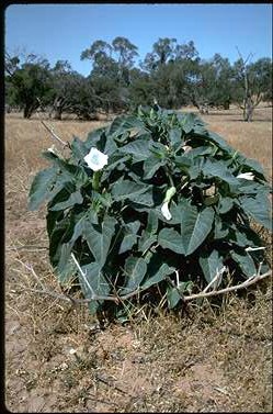 APII jpeg image of Datura inoxia  © contact APII