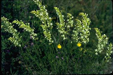 APII jpeg image of Stackhousia pubescens  © contact APII