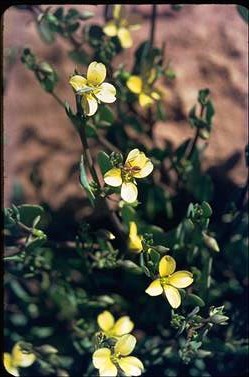 APII jpeg image of Portulaca oleracea  © contact APII