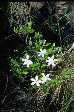 APII jpeg image of Gardenia rupicola  © contact APII