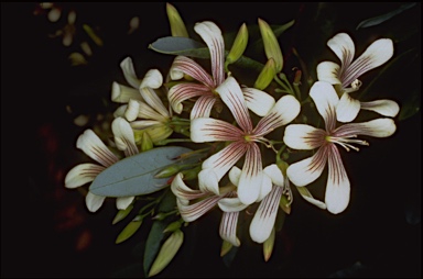 APII jpeg image of Marianthus bicolor  © contact APII