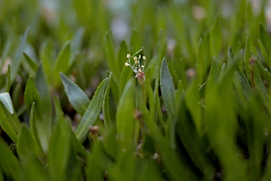 APII jpeg image of Plantago glacialis  © contact APII