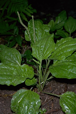 APII jpeg image of Plantago major  © contact APII