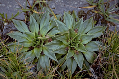 APII jpeg image of Plantago muelleri  © contact APII