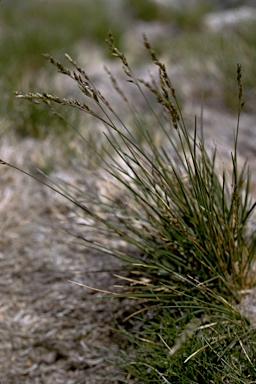 APII jpeg image of Poa saxicola  © contact APII