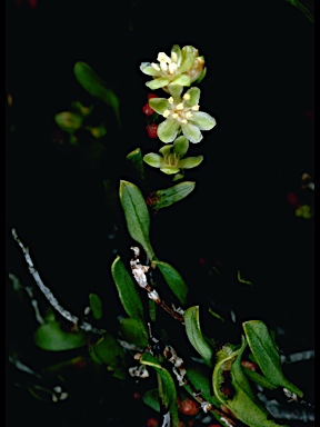 APII jpeg image of Muehlenbeckia tuggeranong  © contact APII