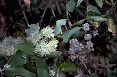 APII jpeg image of Syncarpia glomulifera  © contact APII