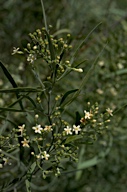 Jasminum lineare 