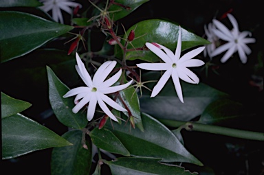 APII jpeg image of Jasminum volubile  © contact APII