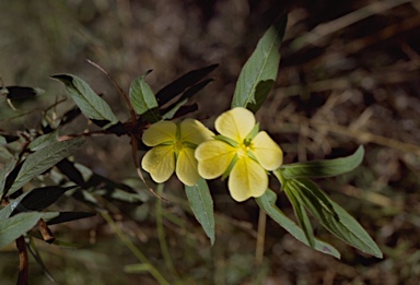 APII jpeg image of Ludwigia hyssopifolia  © contact APII