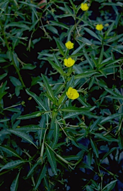 APII jpeg image of Ludwigia peploides subsp. montevidensis  © contact APII