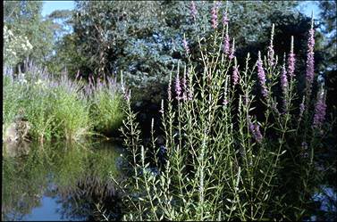 APII jpeg image of Lythrum salicaria  © contact APII