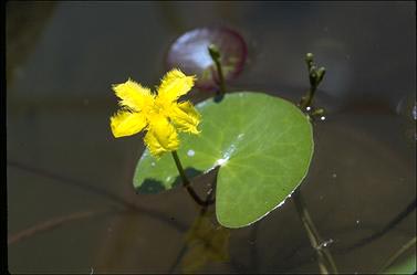 APII jpeg image of Nymphoides crenata  © contact APII