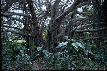 APII jpeg image of Ficus virens  © contact APII