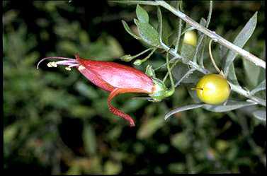 APII jpeg image of Eremophila decipiens  © contact APII