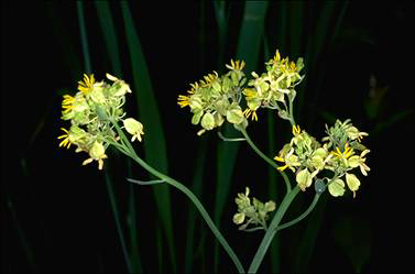 APII jpeg image of Glischrocaryon aureum var. angustifolium  © contact APII