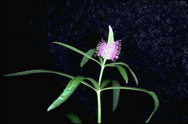 APII jpeg image of Pogostemon stellatus  © contact APII