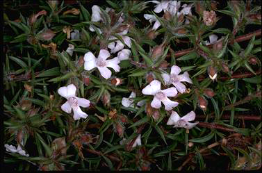 APII jpeg image of Hemiandra pungens  © contact APII