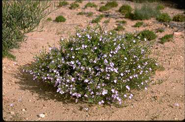 APII jpeg image of Hemigenia eutaxioides  © contact APII