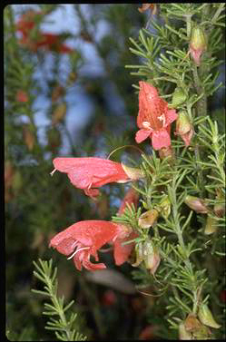 APII jpeg image of Prostanthera aspalathoides  © contact APII