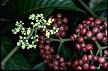 APII jpeg image of Leea novoguineensis  © contact APII