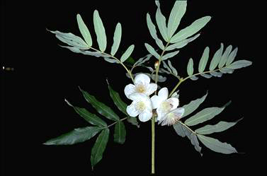 APII jpeg image of Eucryphia moorei  © contact APII