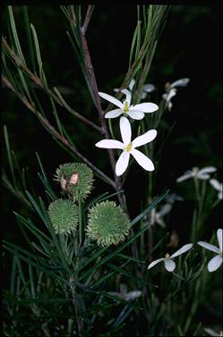 APII jpeg image of Ricinocarpos pinifolius  © contact APII