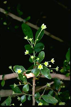 APII jpeg image of Synostemon albiflorus subsp. albiflorus  © contact APII