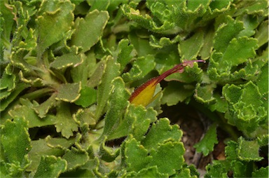 APII jpeg image of Eremophila biserrata  © contact APII