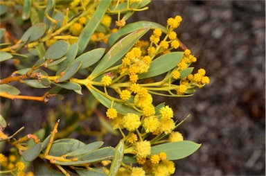 APII jpeg image of Acacia spooneri  © contact APII