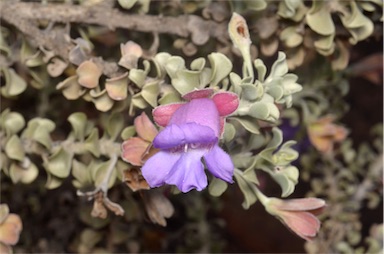 APII jpeg image of Eremophila rotundifolia  © contact APII