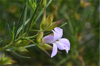 APII jpeg image of Eremophila spectabilis  © contact APII