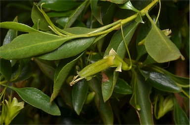 APII jpeg image of Eremophila gibbosa  © contact APII