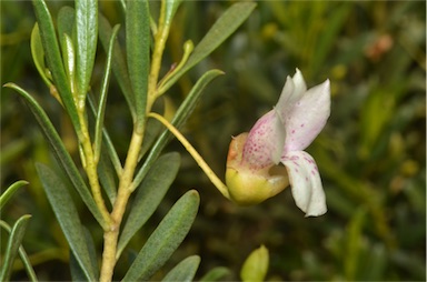 APII jpeg image of Eremophila alternifolia  © contact APII