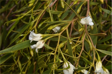 APII jpeg image of Eremophila santalina  © contact APII