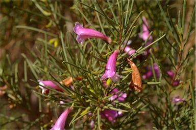 APII jpeg image of Eremophila rostrata  © contact APII