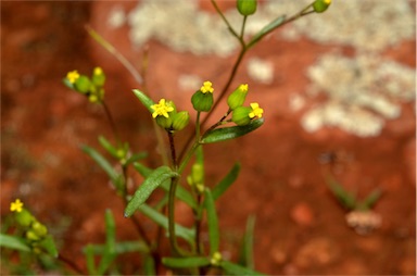 APII jpeg image of Senecio glossanthus  © contact APII