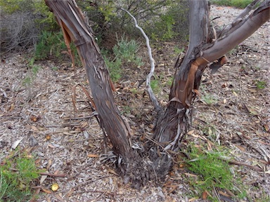 APII jpeg image of Eucalyptus youngiana  © contact APII