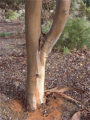 APII jpeg image of Eucalyptus woodwardii  © contact APII