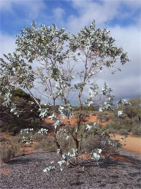 APII jpeg image of Eucalyptus wyolensis  © contact APII