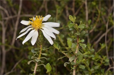 APII jpeg image of Olearia calcarea  © contact APII